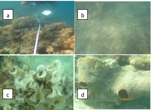 Gambar 4.2.6 Kondisi eksosistem karang  di Pulau Mandike 