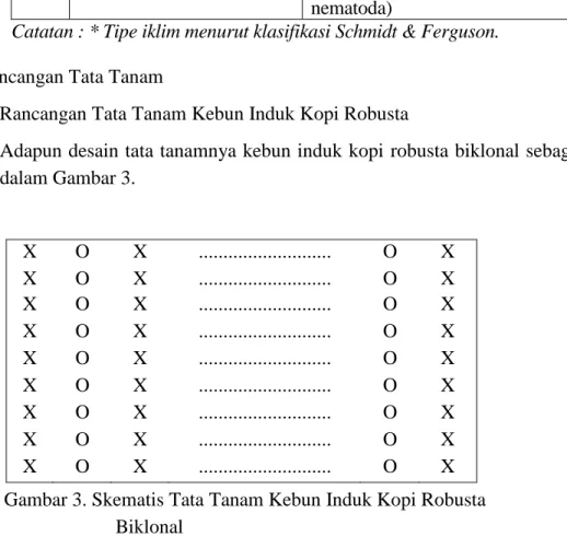 Gambar 3. Skematis Tata Tanam Kebun Induk Kopi Robusta  Biklonal 