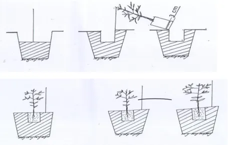 Gambar    5.  Cara  penanaman  benih  siap  tanam  agar  tidak  rusak  :  cara  pemotongan  polibeg    dan  cara  menanam