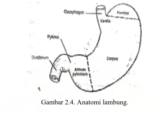 Gambar 2.4. Anatomi lambung. 