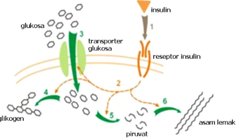 Gambar II.6.  Proses pengaturan keluar–masuknya glukosa ke dalam sel oleh  hormon insulin 