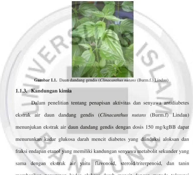 Gambar I.1.  Daun dandang gendis (Clinacanthus nutans (Burm.f.) Lindau) 