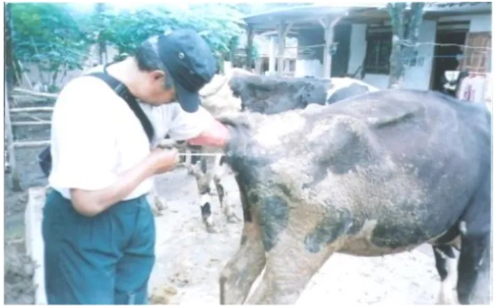 Gambar  7.  Pelayanan  Inseminasi  Buatan  (IB)  Sapi  Perah  di  Kecamatan  Tanjungsari Tahun 2010