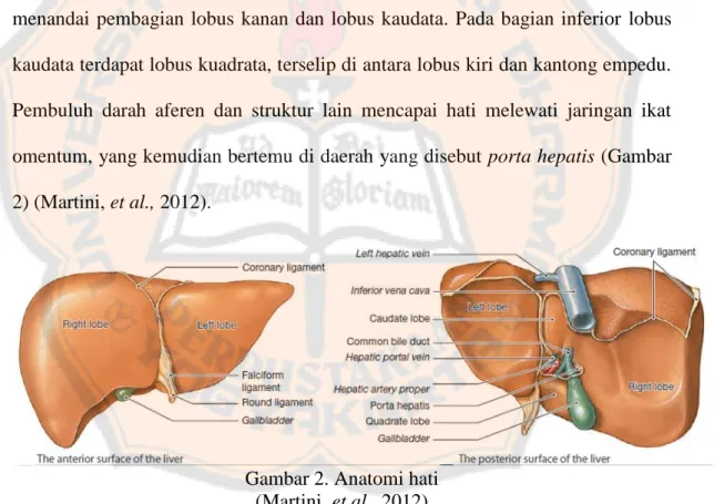 Gambar 2. Anatomi hati  (Martini, et al., 2012) 