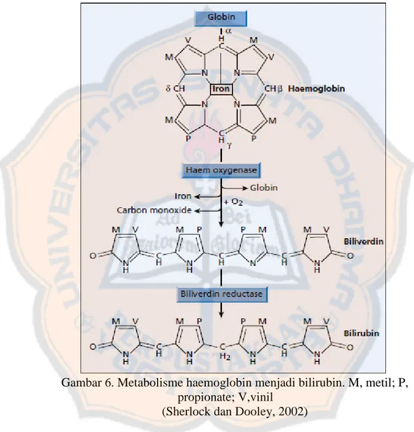 Gambar 6. Metabolisme haemoglobin menjadi bilirubin. M, metil; P,  propionate; V,vinil 