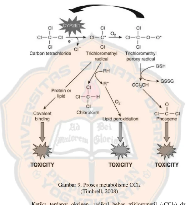 Gambar 9. Proses metabolisme CCl 4 