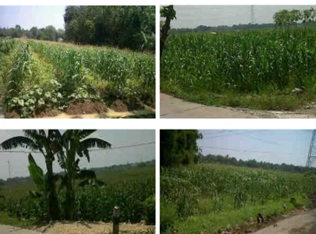 Gambar 1. Lahan Pertanian Jagung di Desa  Tanggungharjo, Grobogan 
