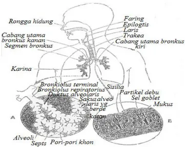 Gambar 1.  Saluran Pernafasan A) Unit fungsional paru.bagian dalam             B) Membran mukosa bersilia (3,4) 