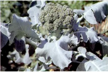 Gambar 2.1 Tumbuhan Brokoli (Sumber: Dalimartha, 2000)