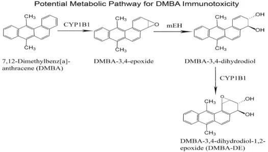 Gambar 2.2 Metabolisme DMBA (Sumber: Gao et al., 2007) 