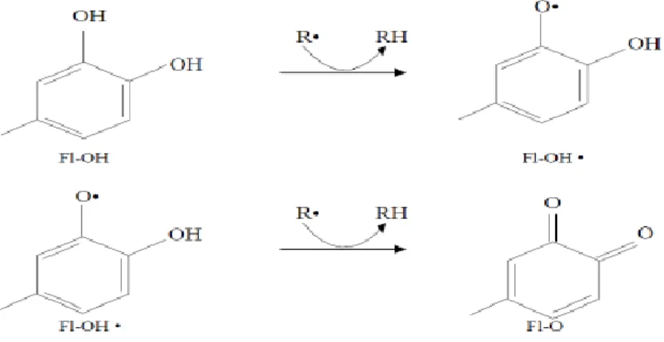 Gambar 2.3 Mekanisme kerja flavonoid (Sumber: Ridho, 2013)  