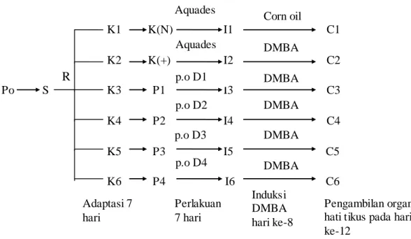 Gambar 3.1 Rancangan penelitian  Corn oil Aquades Aquades DMBA DMBA p.o D1 R p.o D2 DMBA p.o D3 DMBA  Pengambilan organ hati tikus pada hari ke-12 Induksi DMBA hari ke-8 Perlakuan 7 hari Adaptasi 7 hari DMBA p.o D4 