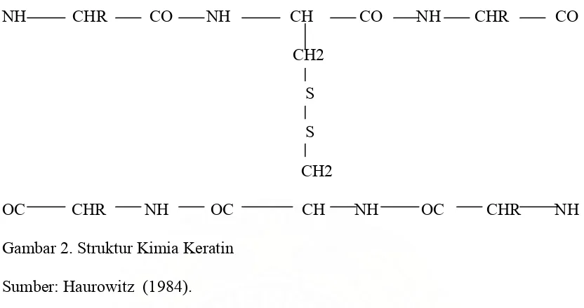 Gambar 2. Struktur Kimia Keratin 