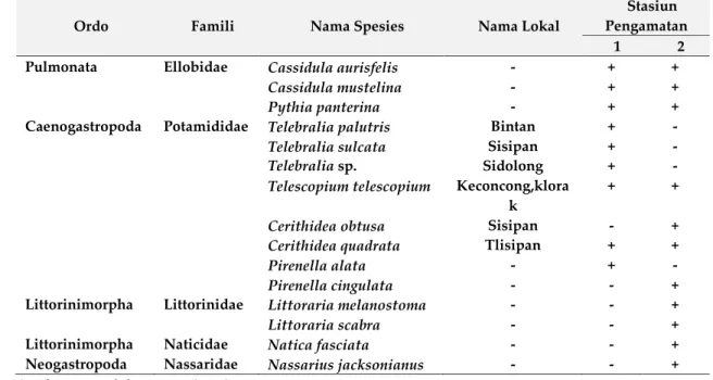 Tabel  2.    Perbandingan  Jenis  dan  kehadiran  Gastropoda  antar  stasiun  pengamatan  di  kawasan  mangrove banyuurip, Ujung Pangkah - Gresik 