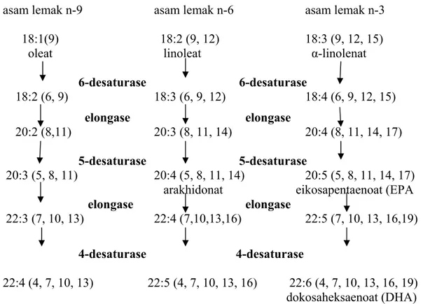 Gambar 3. Metabolisme asam lemak n-9, n-6, dan n-3       pada tumbuhan (Gurr 1992) 