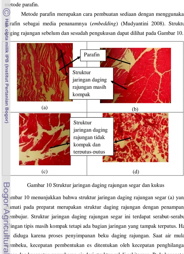 Gambar 10 Struktur jaringan daging rajungan segar dan kukus 