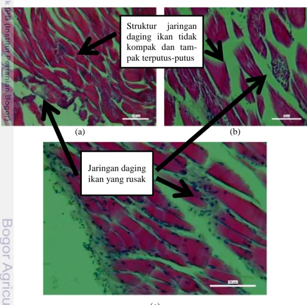 Gambar  10  menunjukkan  pada  daging  ikan  kakap  merah  sebelum  pengukusan  telah  terjadi  proses  penurunan  kesegaran  ikan  (rigor  mortis)  yang  disebabkan oleh aktivitas bakteri dan enzim