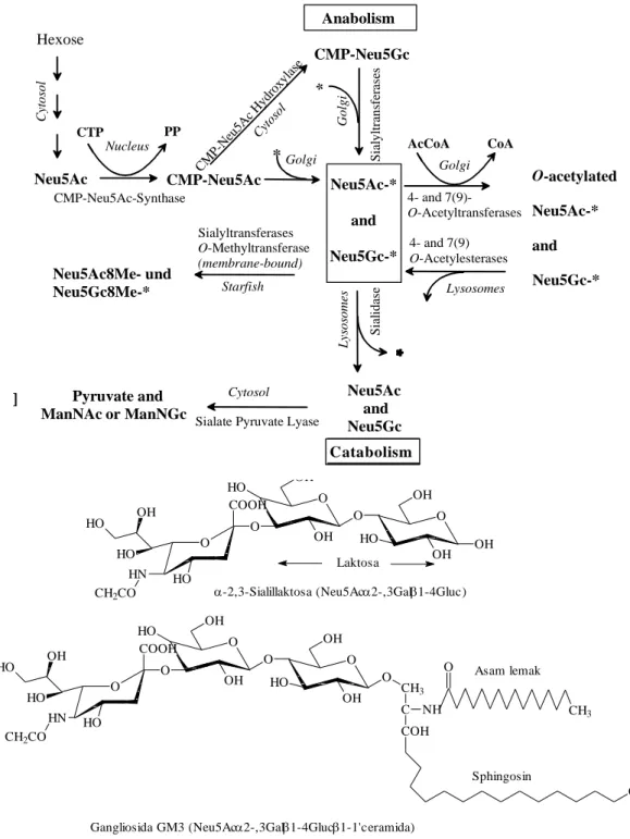 Figure 2. Cellular location and enzimes involve in sia metabolism 