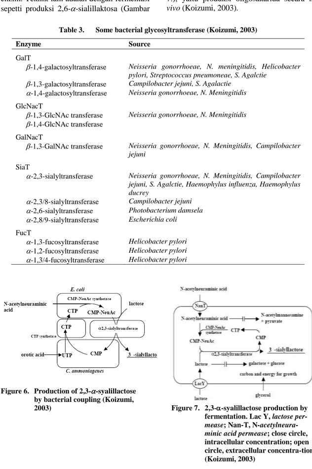 Table 3.  Some bacterial glycosyltransferase (Koizumi, 2003) 