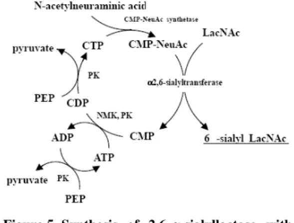 Figure 5. Synthesis  of  2,6-α-sialyllactose with  recycling of CMP-Neu5Ac. PK,  pyruvate kinase; NMK, nucleoside  monophosphate kinase; PEP,  phosphoenol pyruvate (Koizumi, 2003)  Produksi oligosakarida secara kimia  yang sangat komplek membuatnya kurang 