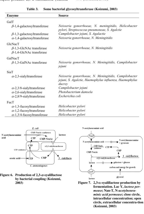 Table 3.  Some bacterial glycosyltransferase (Koizumi, 2003)  Enzyme Source  GalT 
