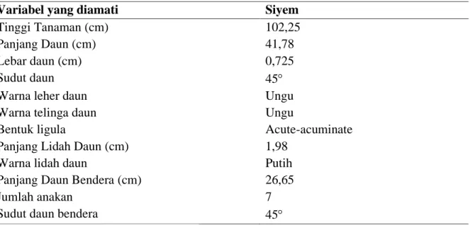 Tabel 1. Karakterisasi morfologi vegetatif Padi Siyem yang ditemukan di Distrik Kurik dan  Tanah Miring Merauke
