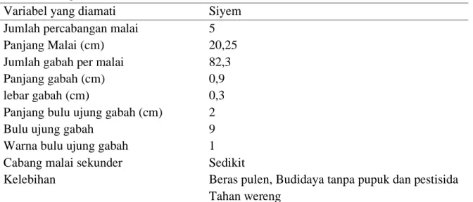 Tabel 2. Karakterisasi morfologi malai Padi Siyem yang ditemukan di Distrik Kurik dan Tanah  Miring Merauke 