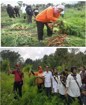 Gambar  5.  Panen  Raya  Kentang  dan  paprika  bersama  Kepala Dinas Pertanian Kabupaten Lombok Tengah