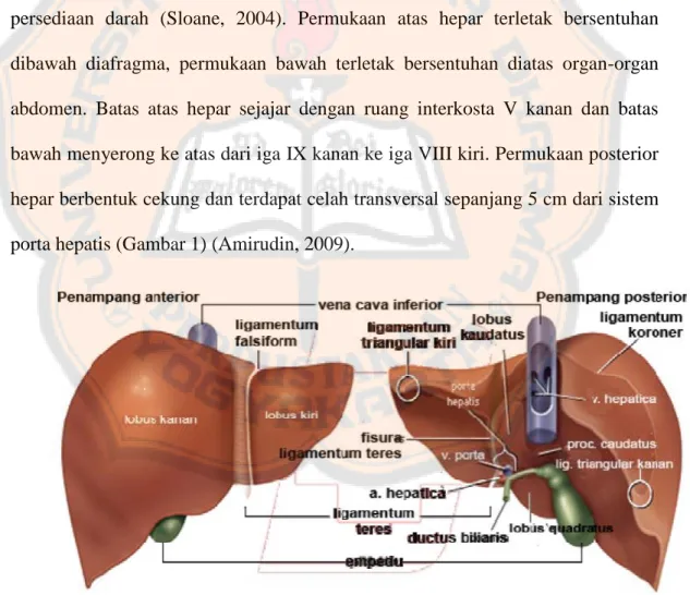 Gambar 1: Anatomi Hepar (Toole and Susan, 1999) 
