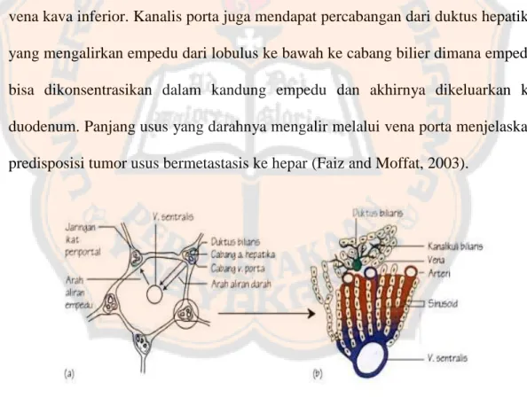 Gambar 2: Lobulus Hepar (Faiz and Moffat, 2003). 