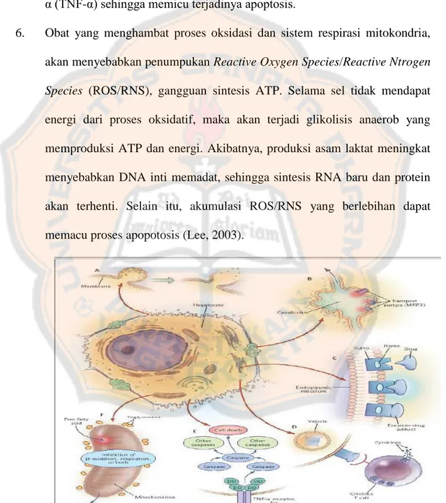 Gambar 3. Mekanisme kerusakan sel hepar karena obat (Lee, 2003). 