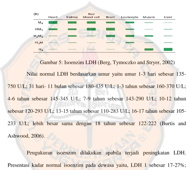 Gambar 5: Isoenzim LDH (Berg, Tymoczko and Stryer, 2002)  Nilai  normal  LDH  berdasarkan  umur  yaitu  umur  1-3  hari  sebesar   135-750 U/L; 31 hari- 11 bulan sebesar 180-435 U/L; 1-3 tahun sebesar 160-370 U/L; 