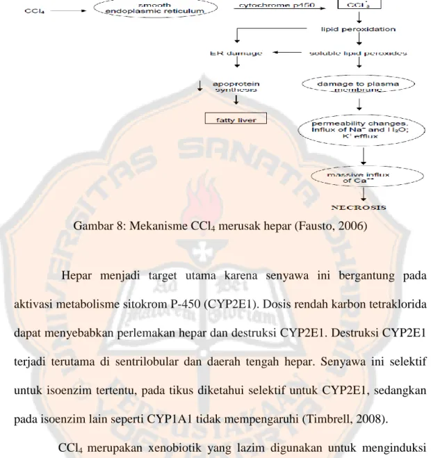 Gambar 8: Mekanisme CCl 4  merusak hepar (Fausto, 2006) 