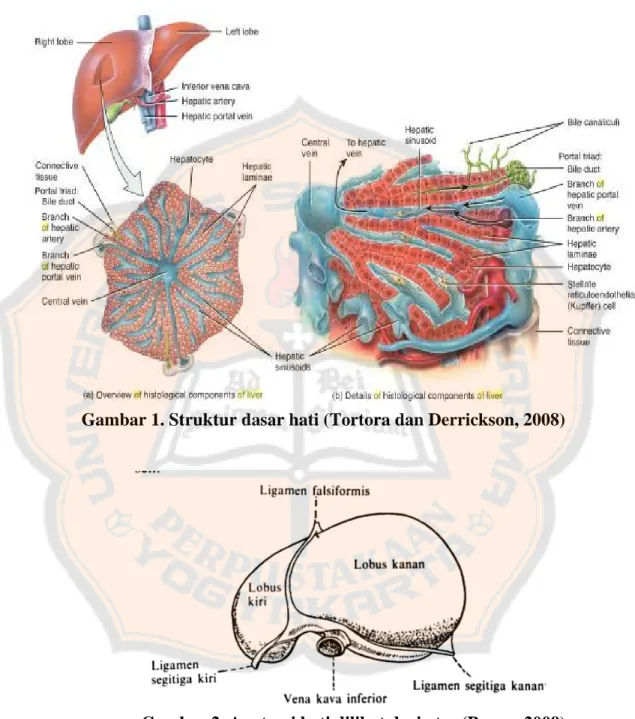 Gambar 1. Struktur dasar hati (Tortora dan Derrickson, 2008) 