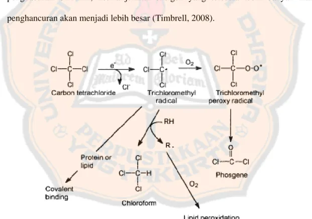 Gambar 4. Mekanisme oksidasi dan biotransformasi karbon tetraklorida  (Timbrell,2000)