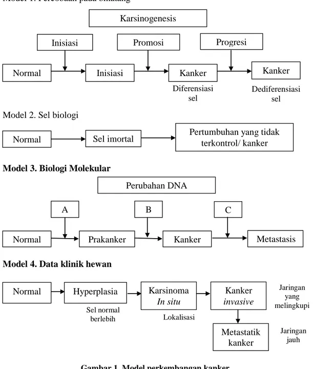 Gambar 1. Model perkembangan kanker  (King, 2000) 