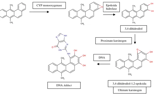 Gambar 3. Aktifasi DMBA dan Pembentukan DNA Adduct 