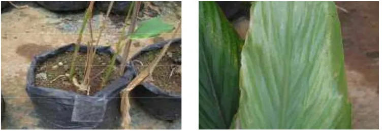 Gambar�2.�Kondisi� tanaman� yang� terserang� hama� aphid.� � Tanaman� tumbuh�kerdil,�batang�membusuk�dan�daun�mengalami�klorosis.�