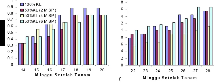 Tabel� 5.� � Pengaruh� umur� panen� dan� cekaman� kekeringan� terhadap� luas� daun�tanaman�temulawak�