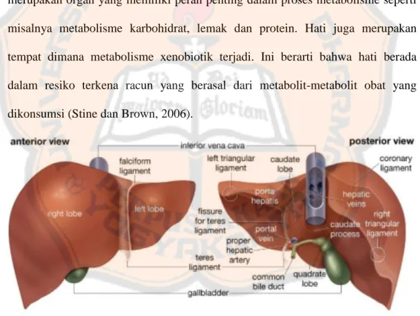 Gambar 1. Anatomi hati (Watson, 2014) 