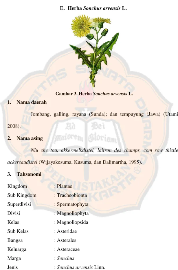 Gambar 3. Herba Sonchus arvensis L. 