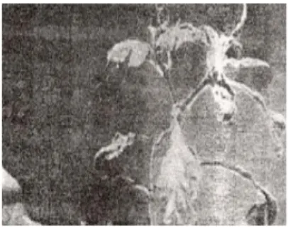 Gambar 4.   Gejala serangan tungau the kuning pada tanaman cabai   (Foto : L. Prabaningrum) 