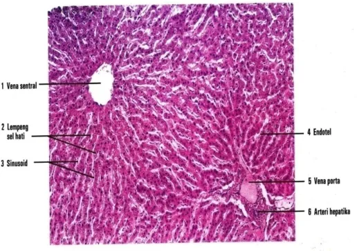 Gambar  7.  Gambaran  mikroskopik  dengan  perbesaran  30x  hati manusia (Eroschenko, 2010) 