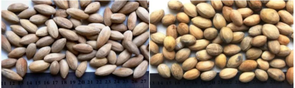 Gambar 2.  Dua tipe benih kayu bawang yang ditemukan di Kebun      Percobaan Carita (Foto: Agus A