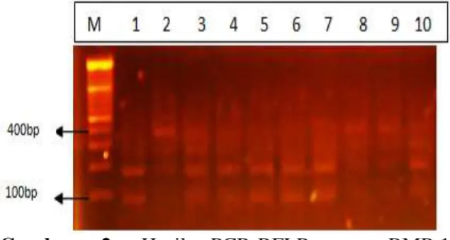 Gambar  2.  Hasil  PCR-RFLP  gen  BMP-15  menggunakan  enzim  restriksi  HaeIII.  M:  DNA  ladder  10.000bp