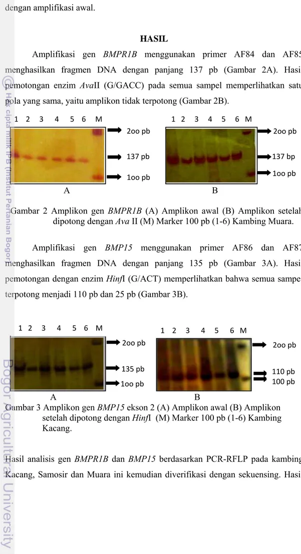 Gambar 2 Amplikon gen BMPR1B (A) Amplikon awal (B) Amplikon setelah  dipotong dengan Ava II (M) Marker 100 pb (1-6) Kambing Muara