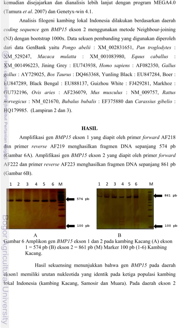 Gambar 6 Amplikon gen BMP15 ekson 1 dan 2 pada kambing Kacang (A) ekson  1 = 574 pb (B) ekson 2 = 861 pb (M) Marker 100 pb (1-6) Kambing  Kacang