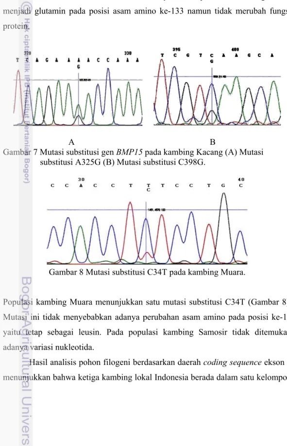 Gambar 7 Mutasi substitusi gen BMP15 pada kambing Kacang (A) Mutasi                      substitusi A325G (B) Mutasi substitusi C398G