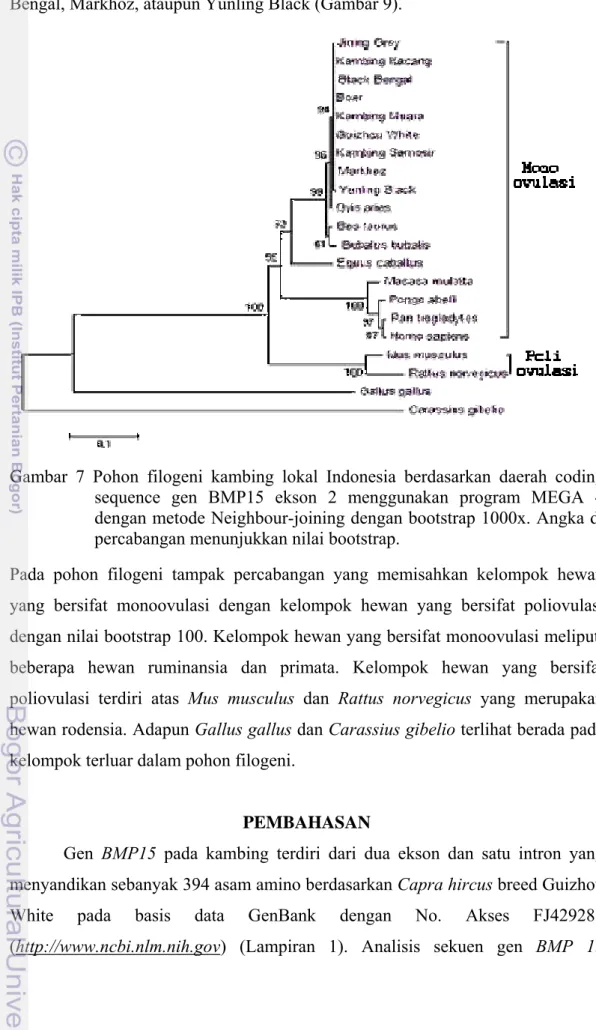 Gambar 7 Pohon filogeni kambing lokal Indonesia berdasarkan daerah coding  sequence gen BMP15 ekson 2 menggunakan program MEGA 4  dengan metode Neighbour-joining dengan bootstrap 1000x