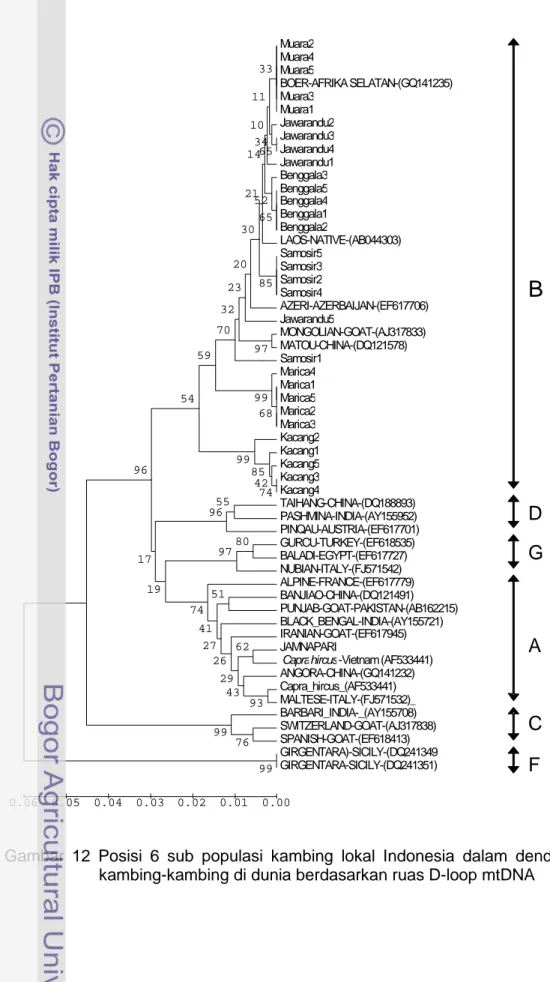 Gambar 12  Posisi  6 sub populasi kambing lokal Indonesia  dalam dendogram  kambing-kambing di dunia berdasarkan ruas D-loop mtDNA 